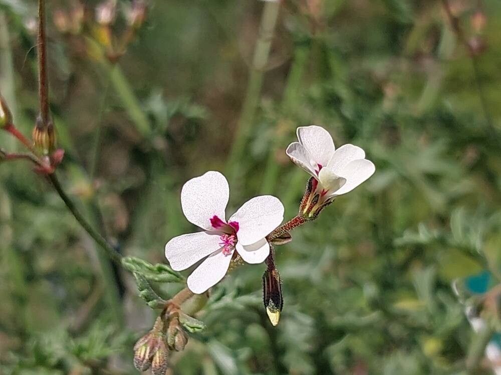 Pelargonium senecioides flower
