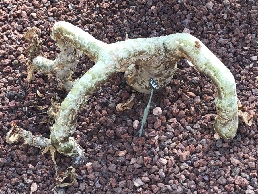 Cyphostemma juttae leaf