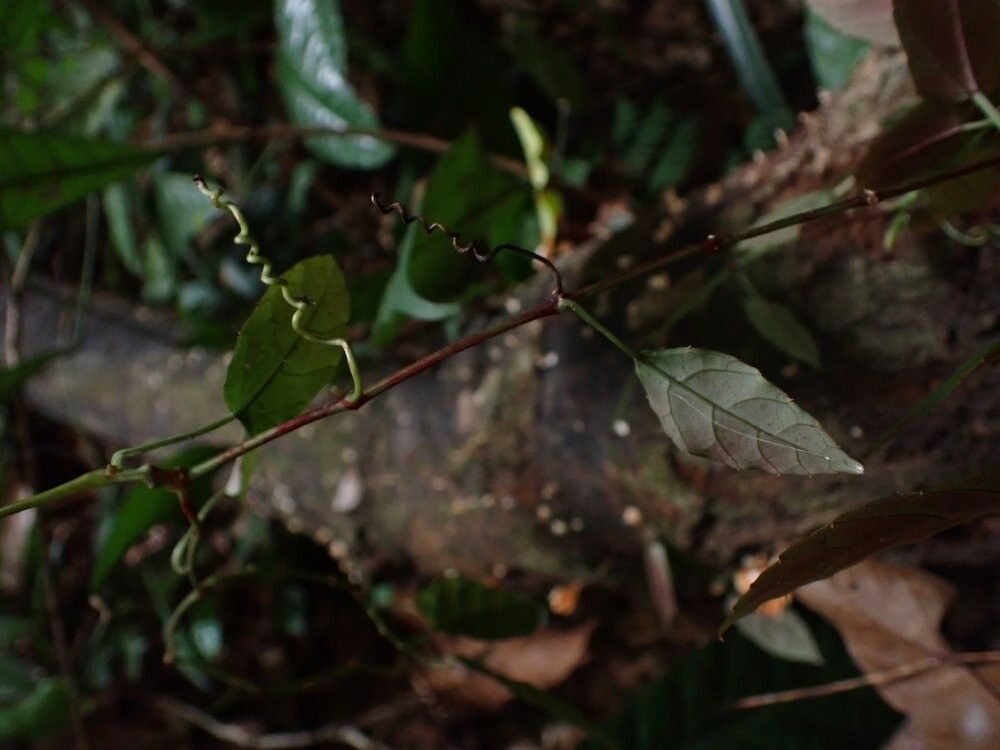 Cissus planchoniana — houseplant care guide