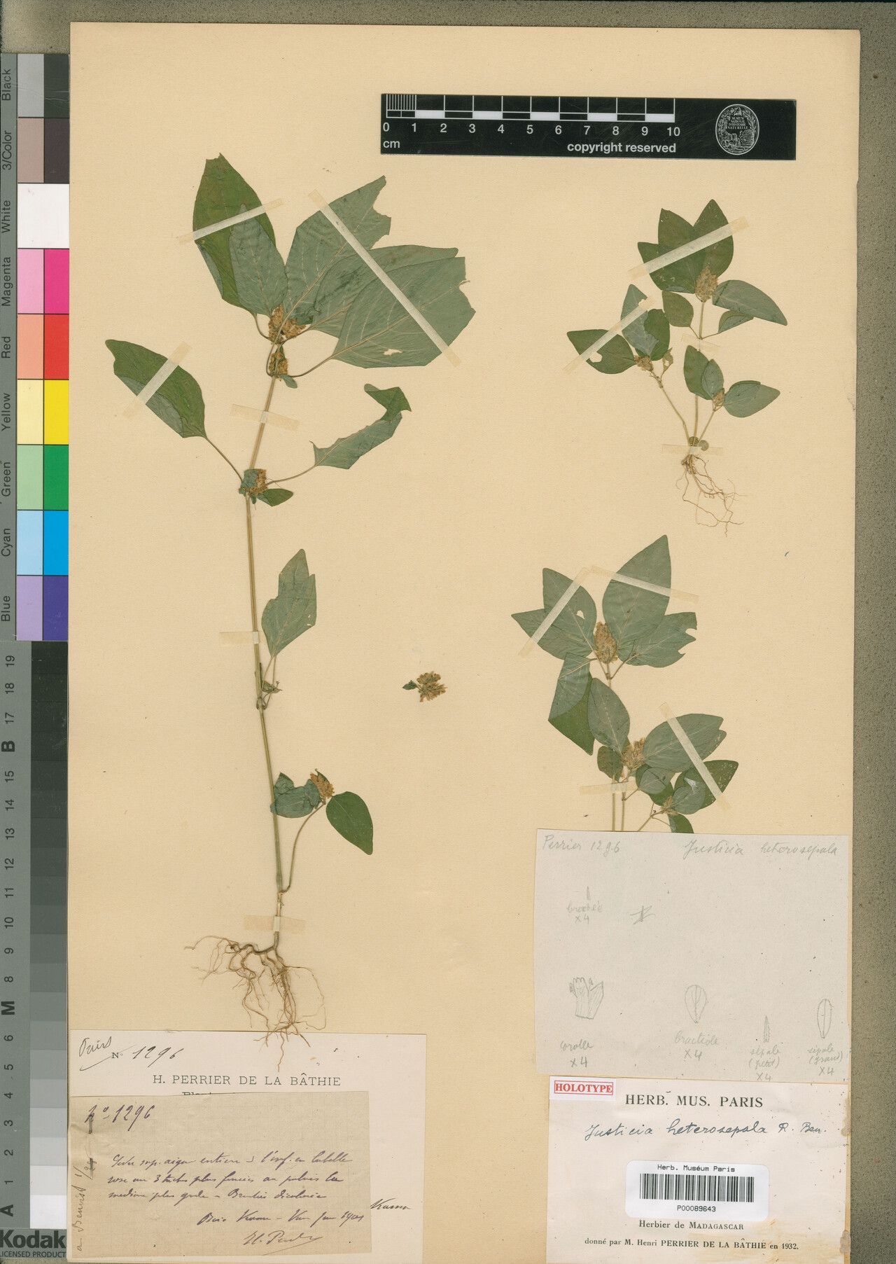 Justicia heterosepala — houseplant care guide