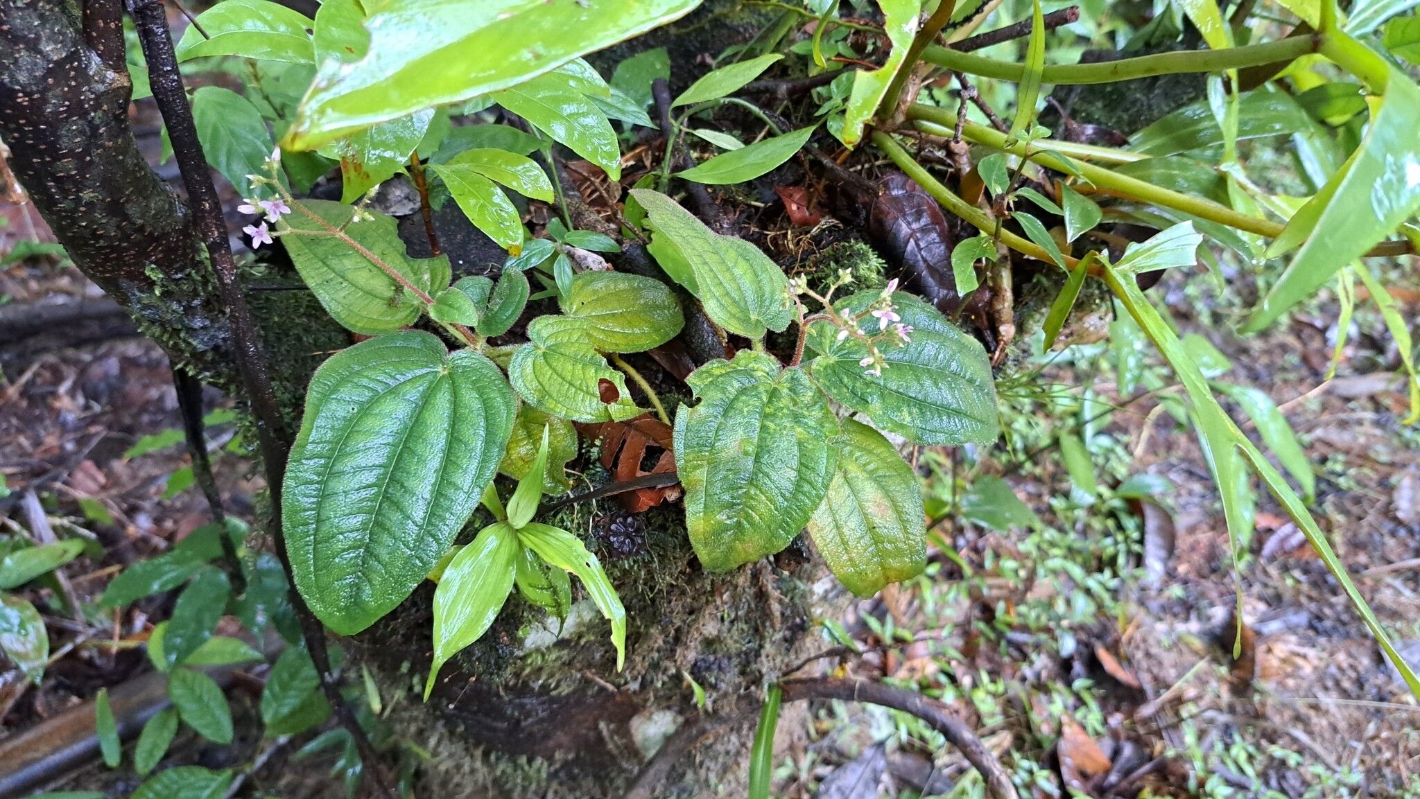 Aciotis ornata habit