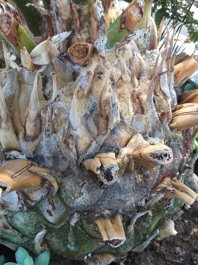 Encephalartos senticosus bark