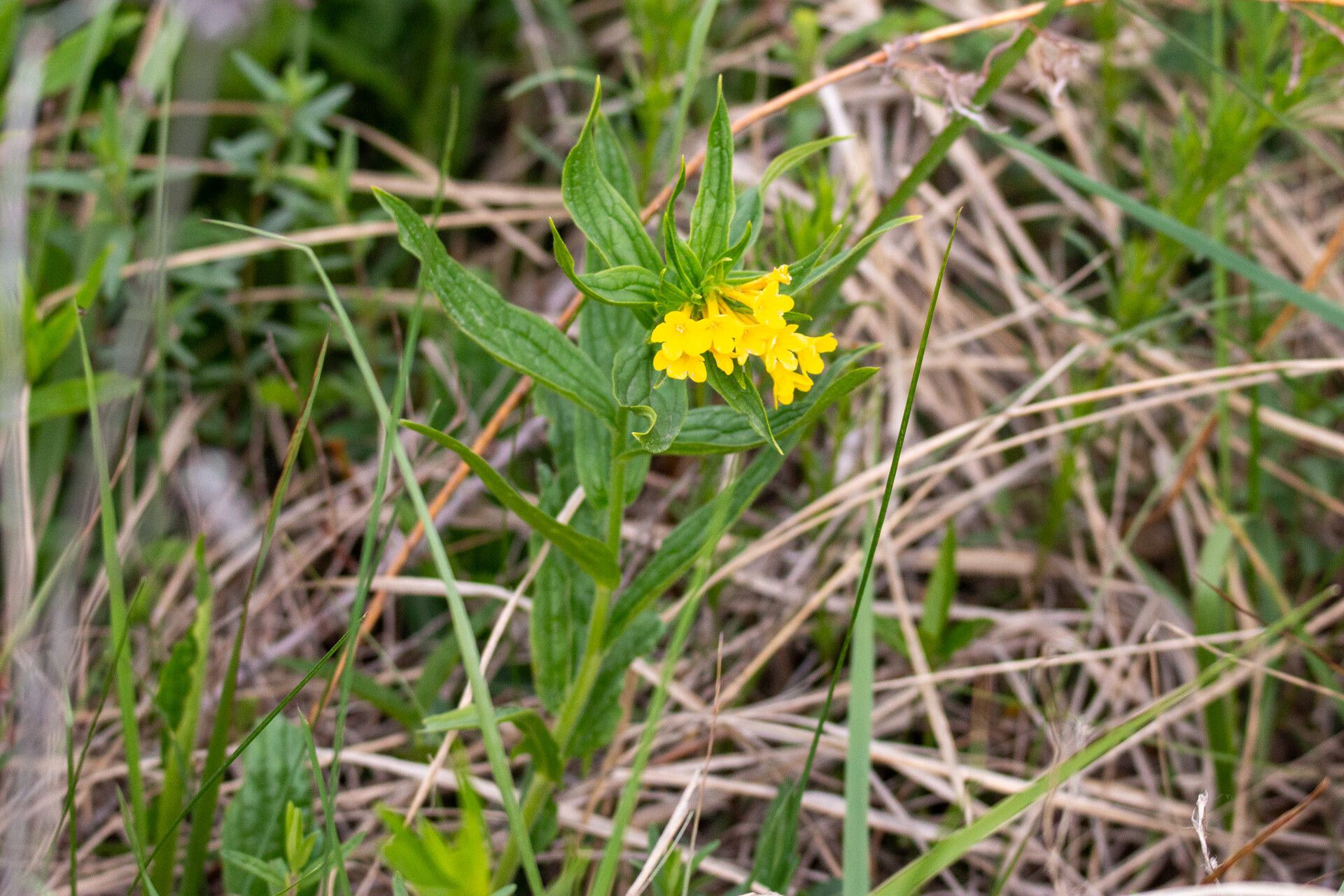 Arnebia tschimganica — related species from the same genus