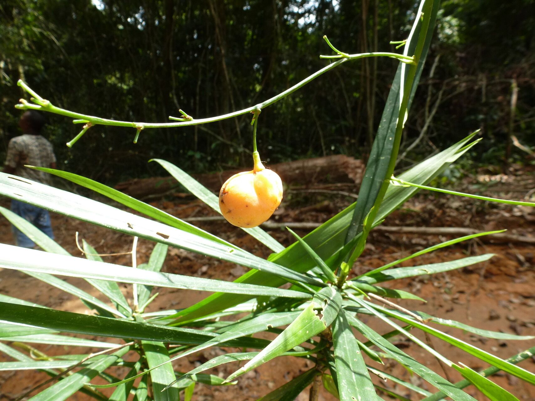 Dracaena cerasifera fruit