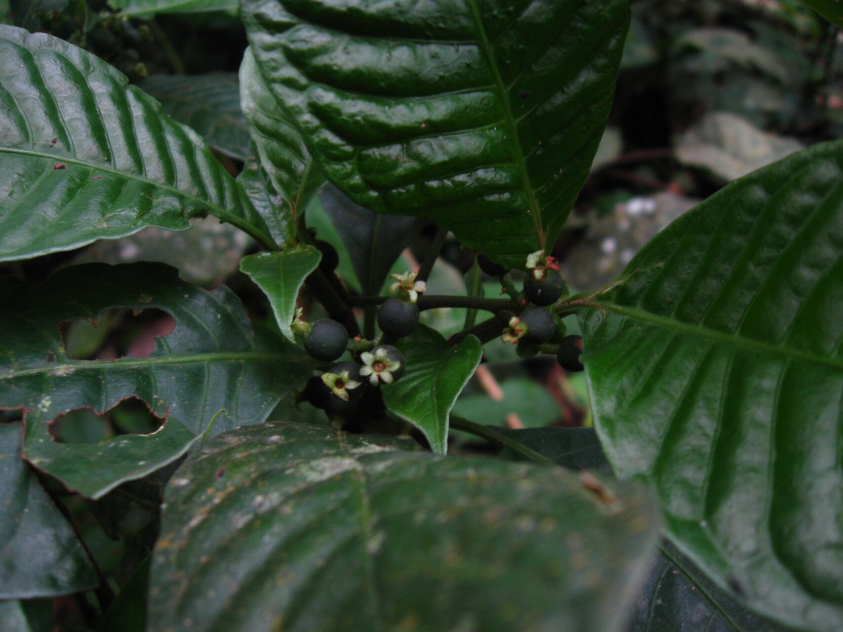 Psychotria letouzeyi fruit