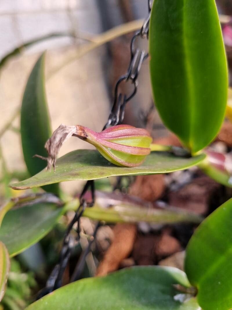Cattleya nobilior fruit