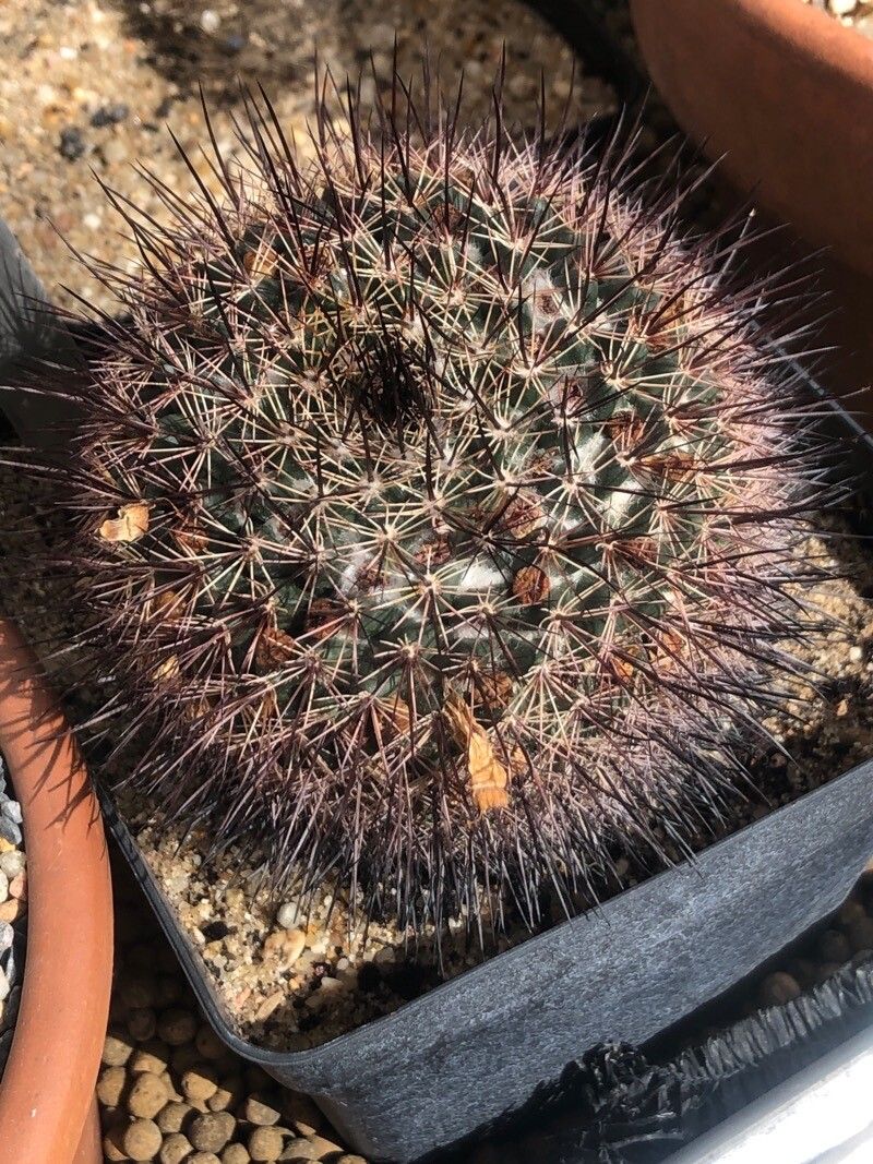 Mammillaria johnstonii leaf