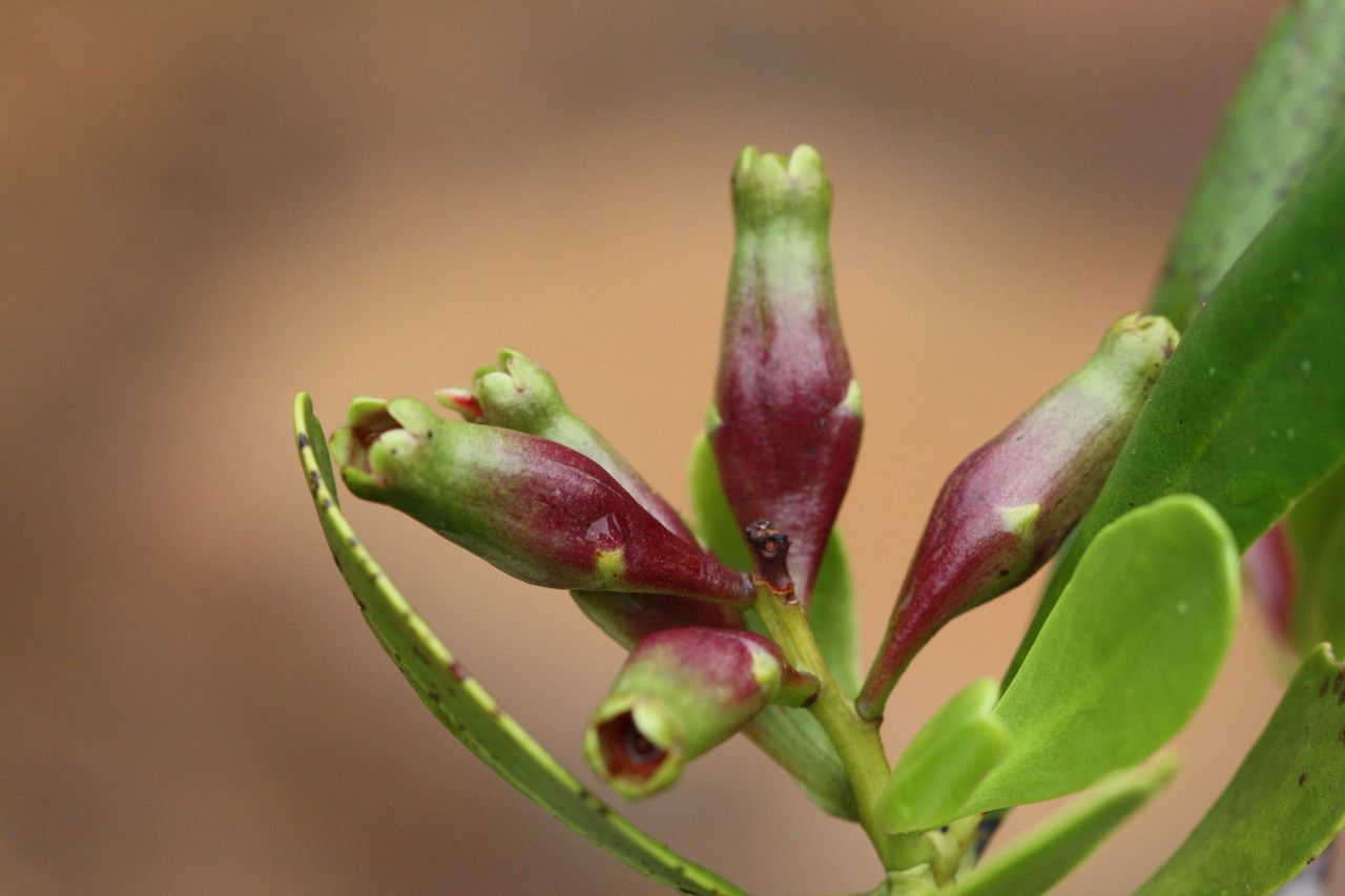 Lumnitzera littorea fruit