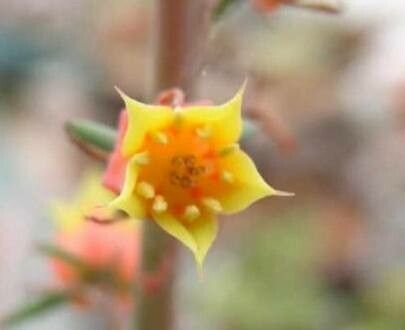 Echeveria nuda flower