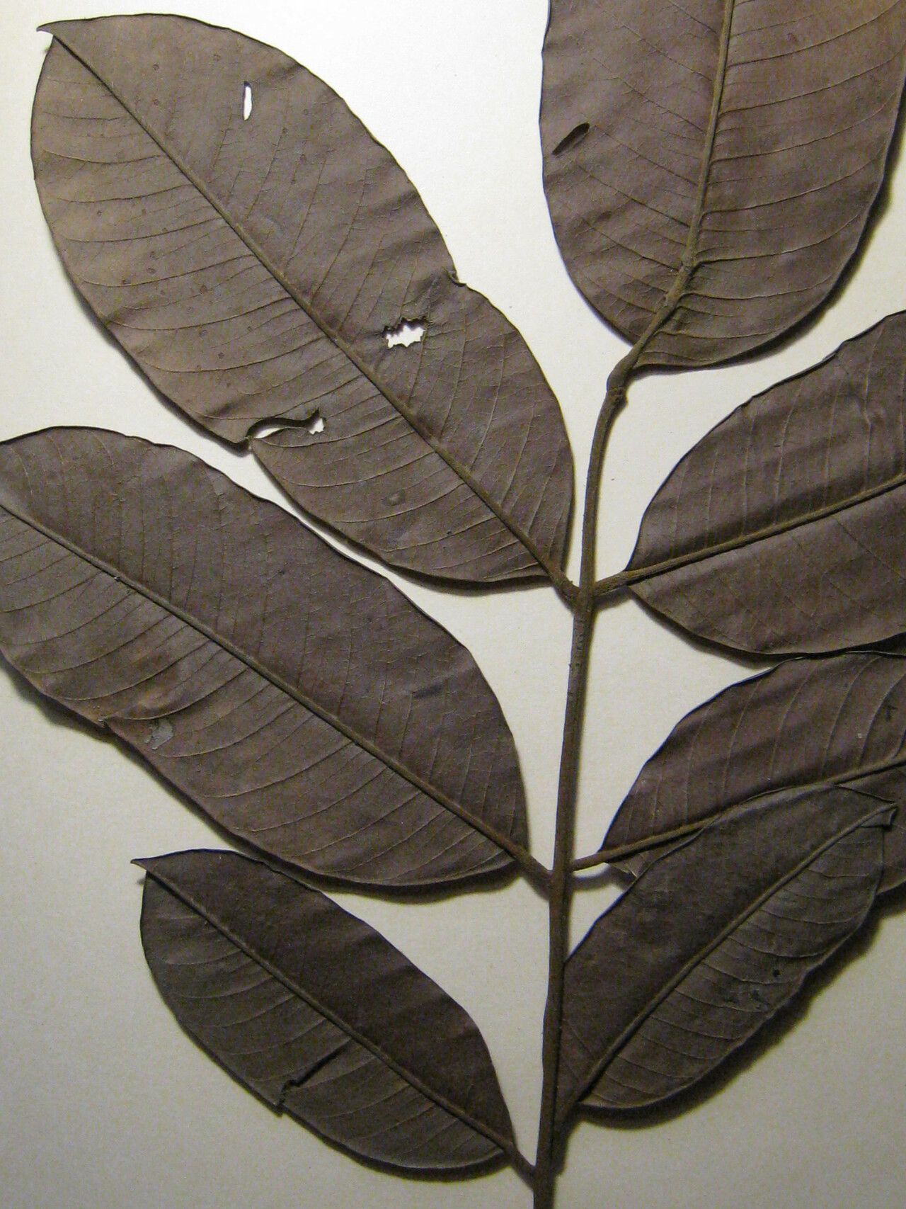 Ormosia coarctata other