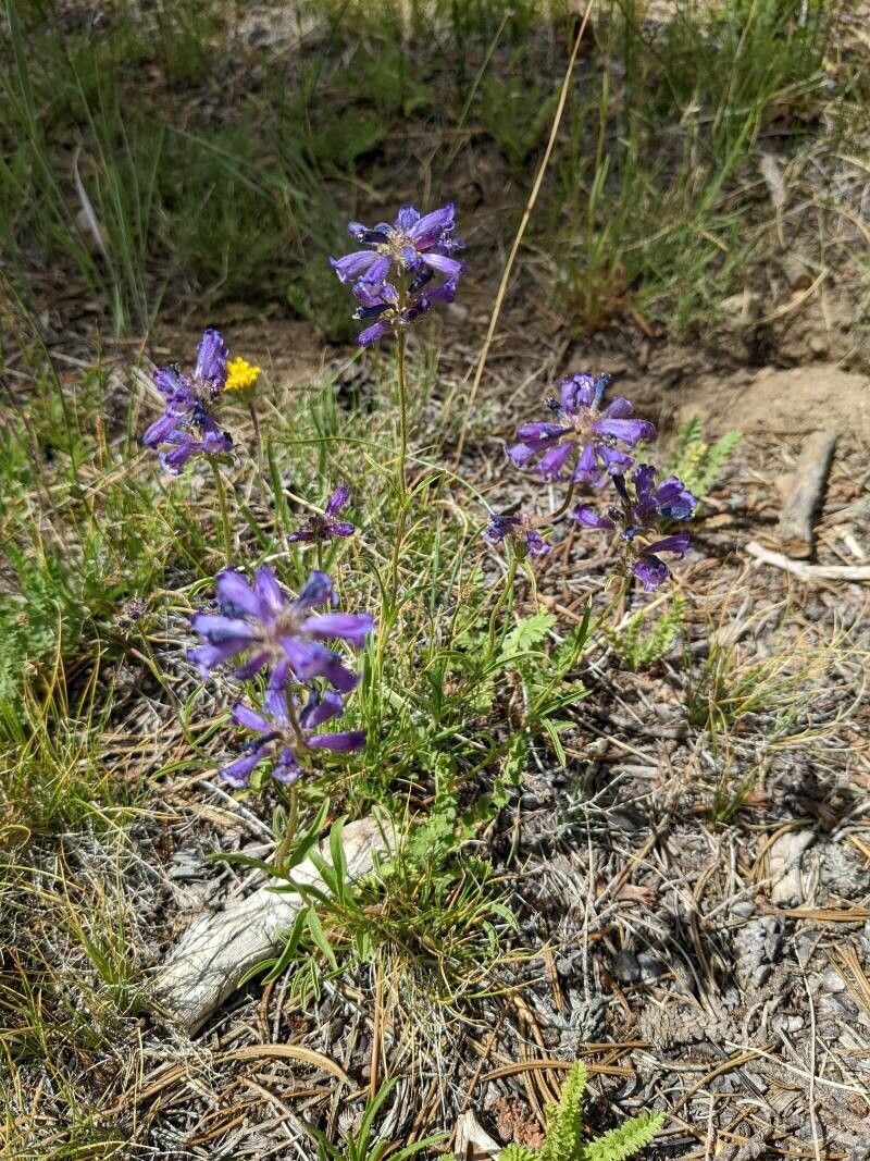 Penstemon heterodoxus flower