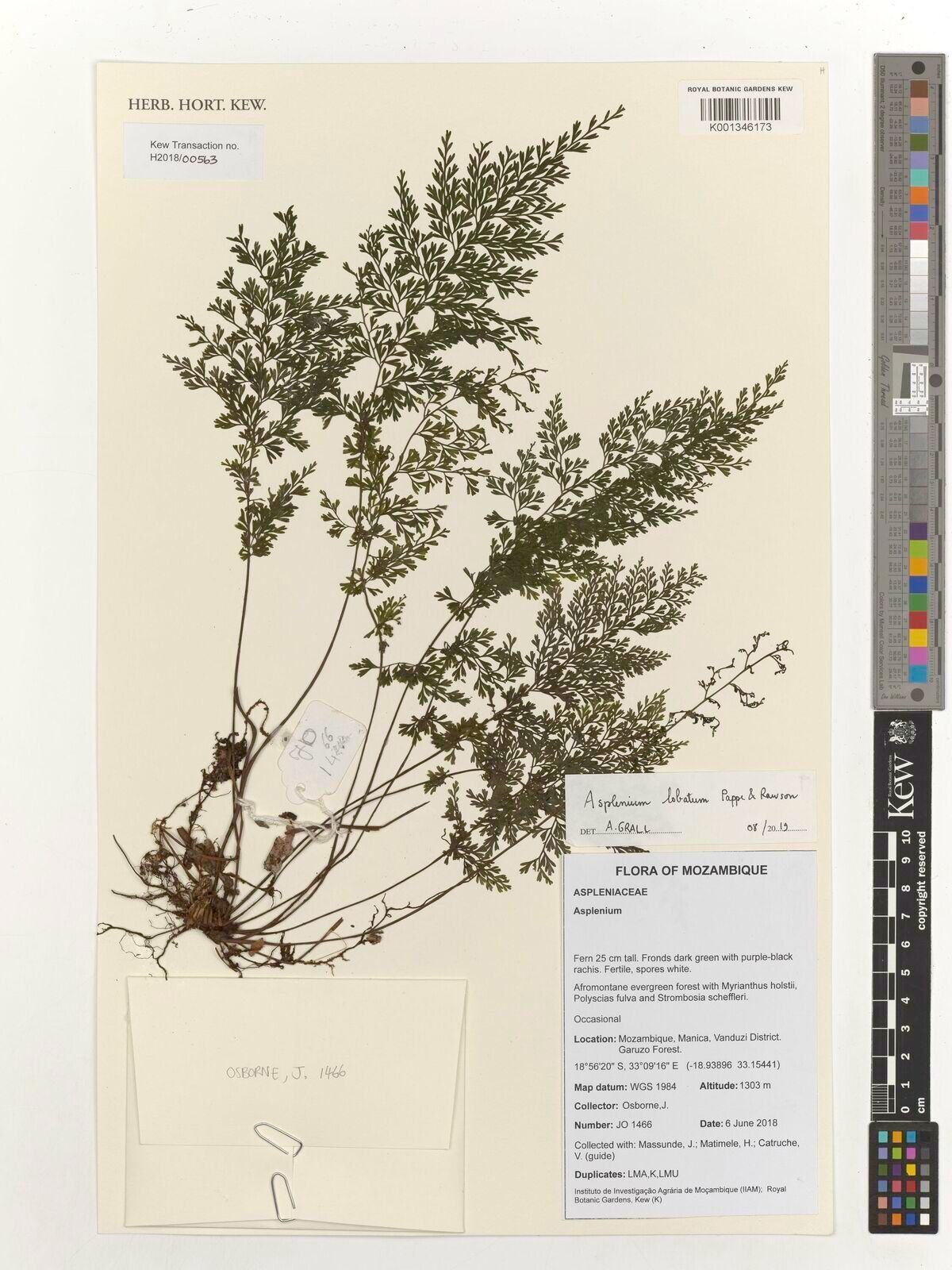 Asplenium lobatum — houseplant care guide