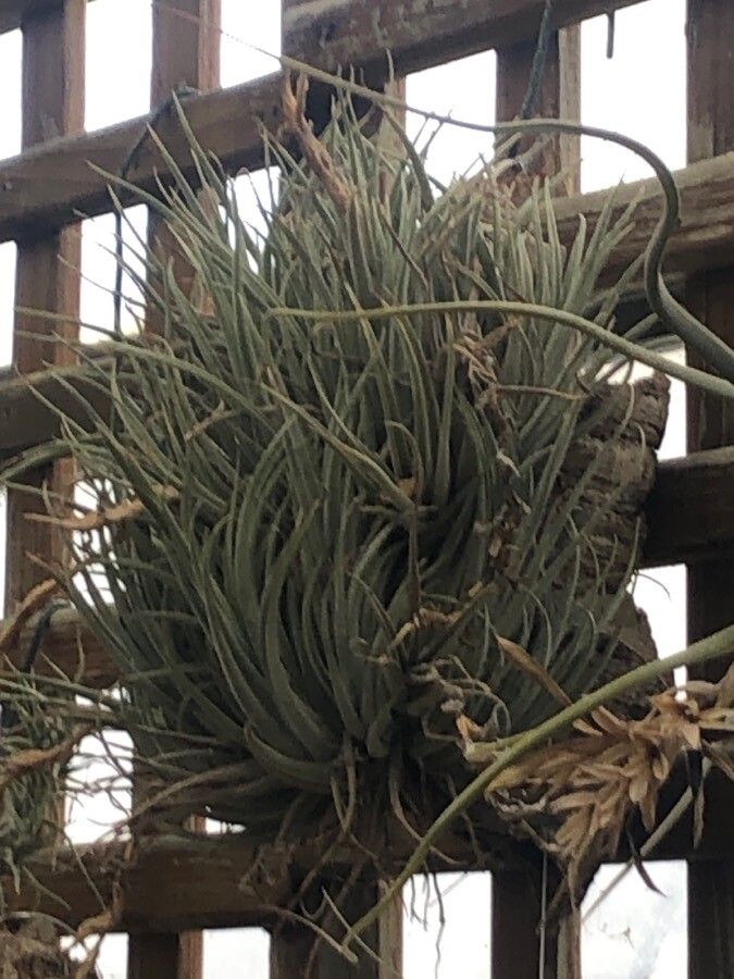 Tillandsia pueblensis — houseplant care guide
