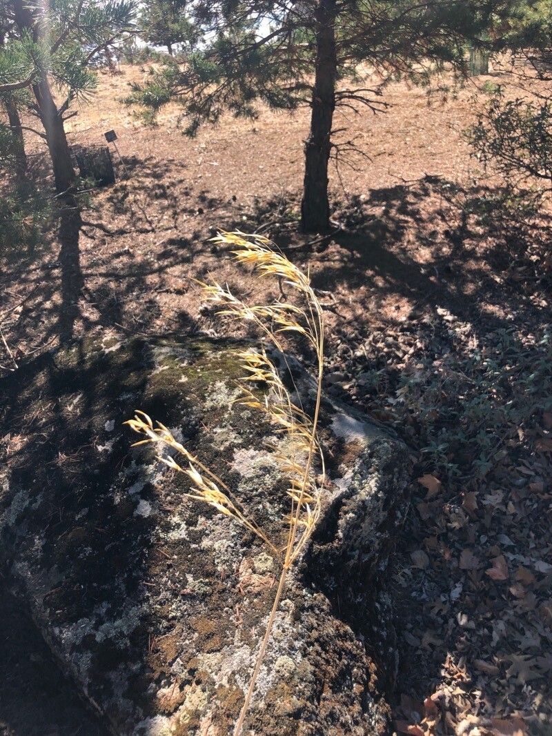 Stipa lagascae flower