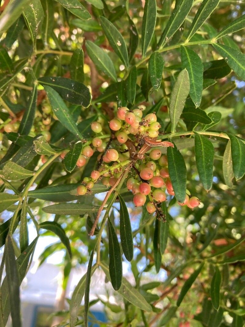 Schinus areira fruit