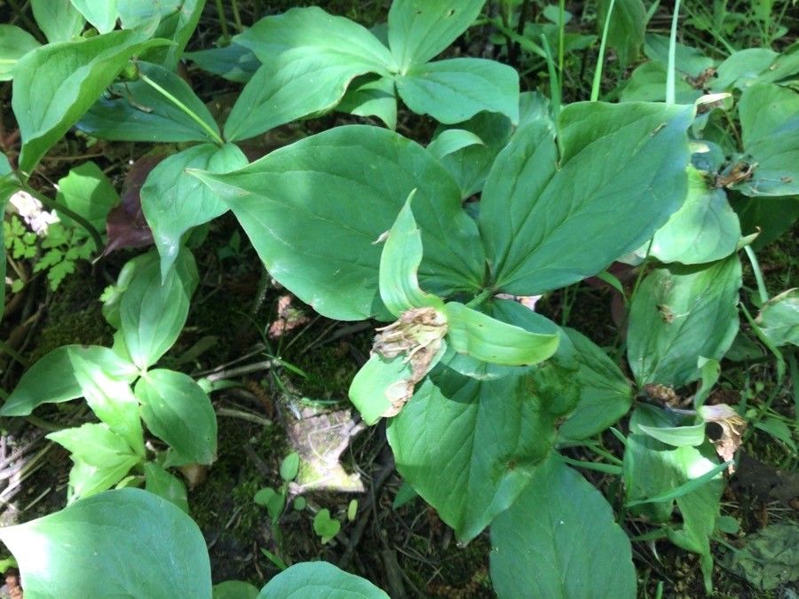 Trillium grandiflorum fruit