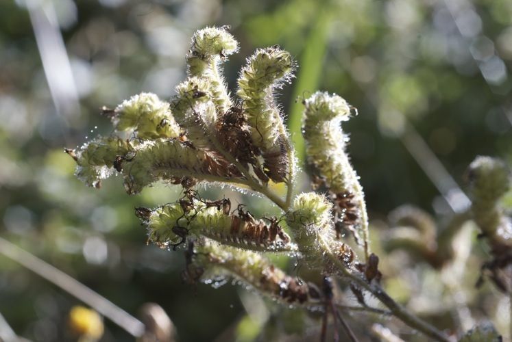 Phacelia nemoralis fruit