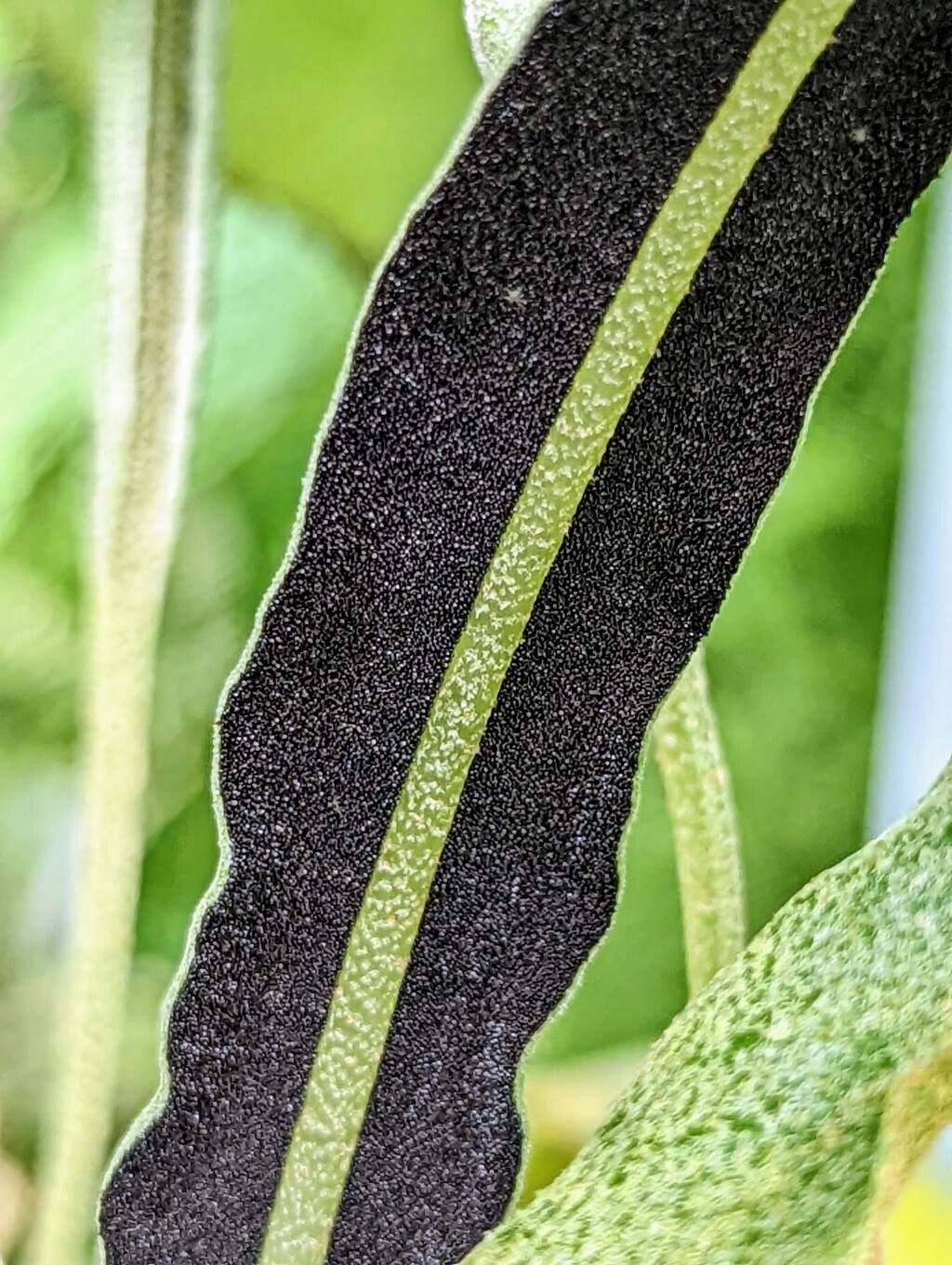 Elaphoglossum plumosum fruit