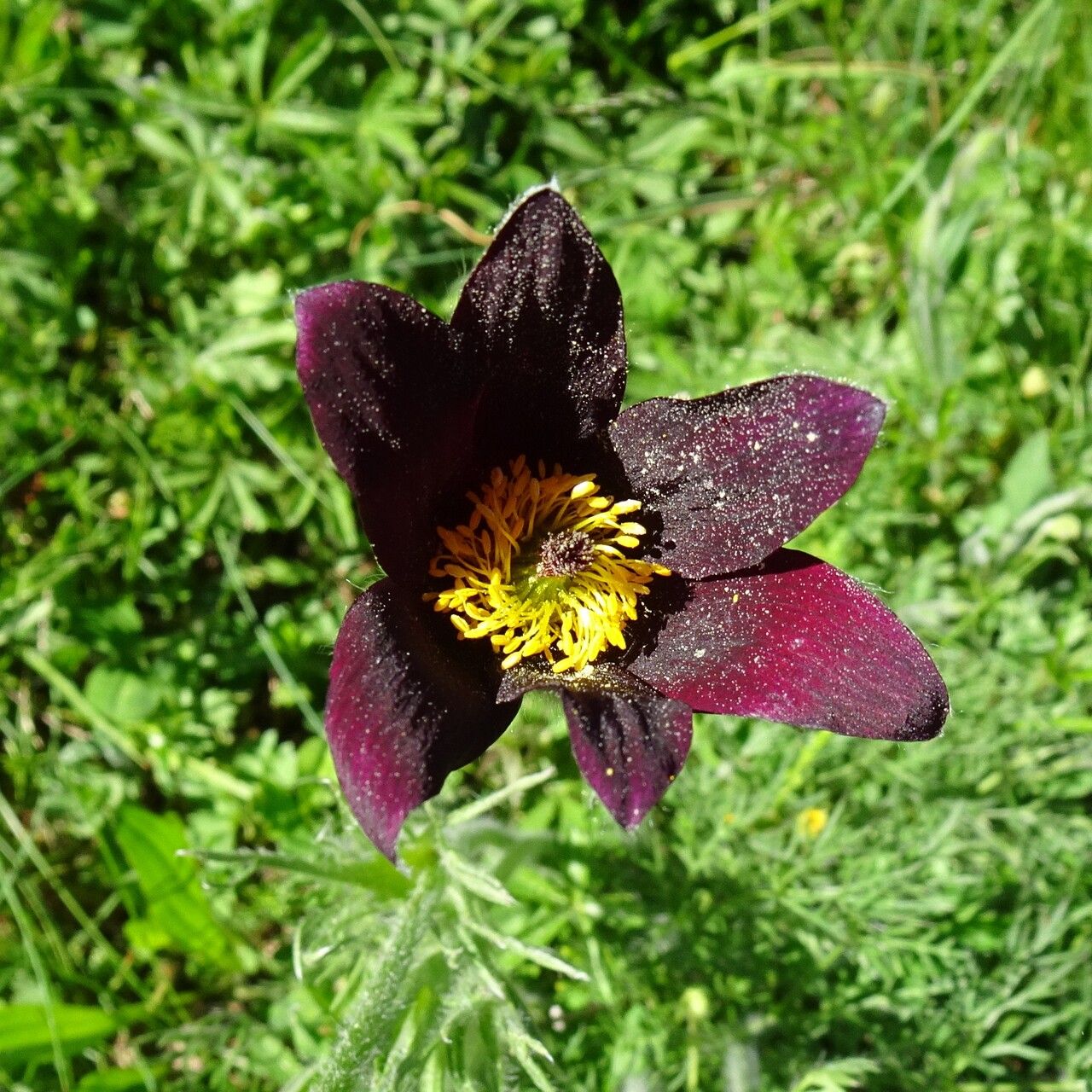 Anemone rubra flower