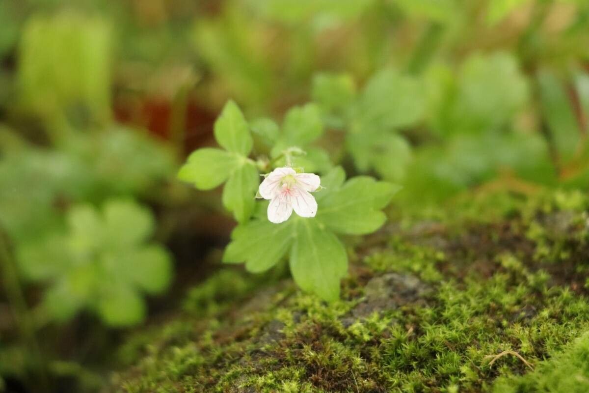 Geranium thunbergii flower