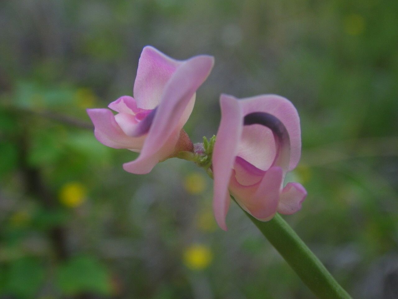 Strophostyles helvola flower
