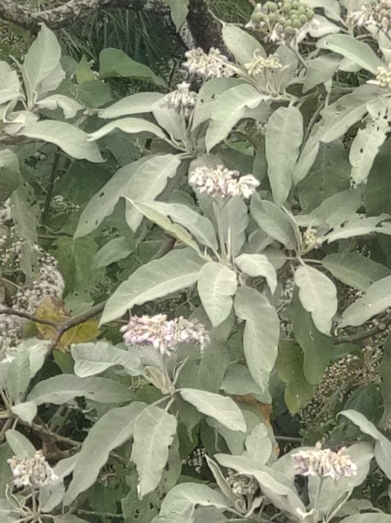 Eupatorium purpureum — large blooms houseplant