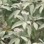 Eupatorium purpureum