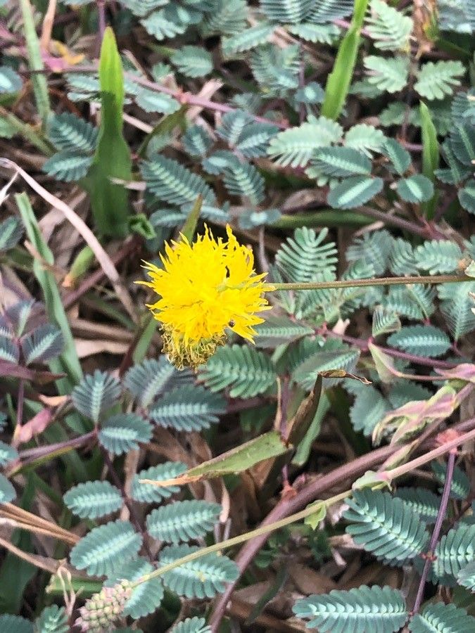 Neptunia lutea flower
