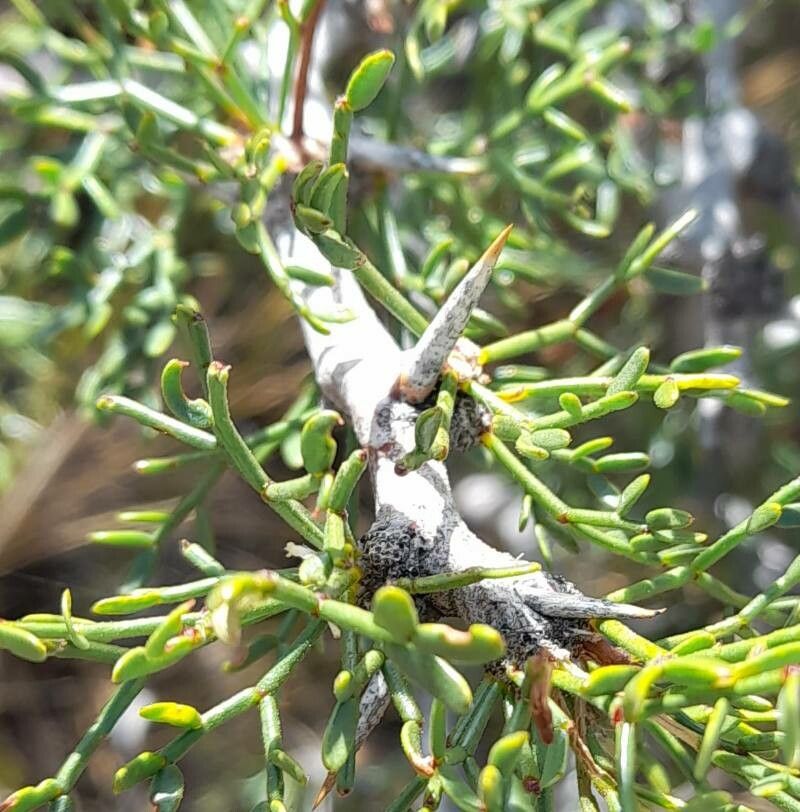 Prosopis denudans other