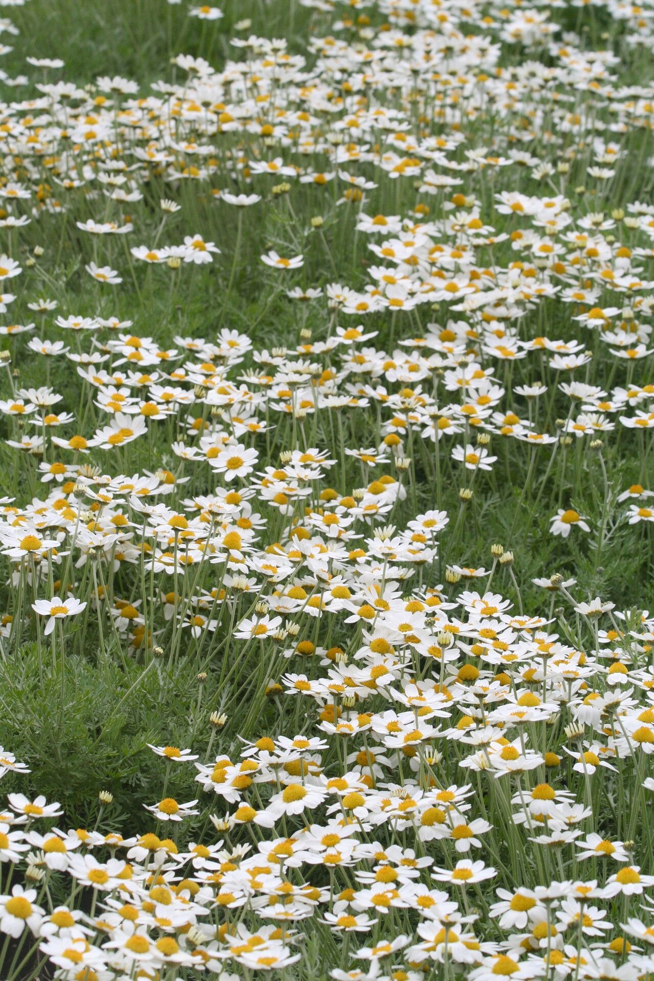 Anthemis cupaniana habit