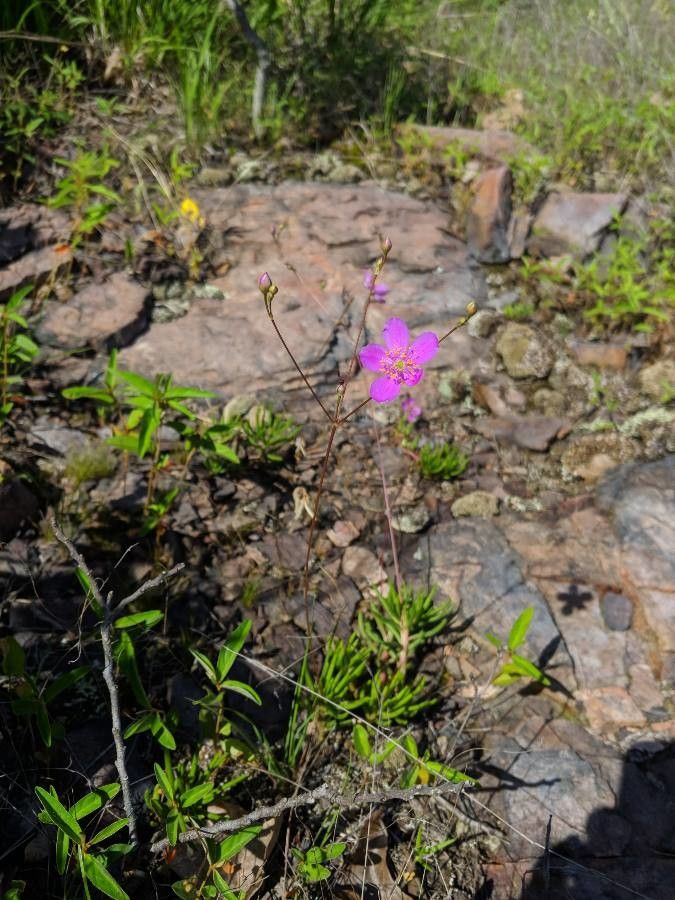 Phemeranthus teretifolius flower