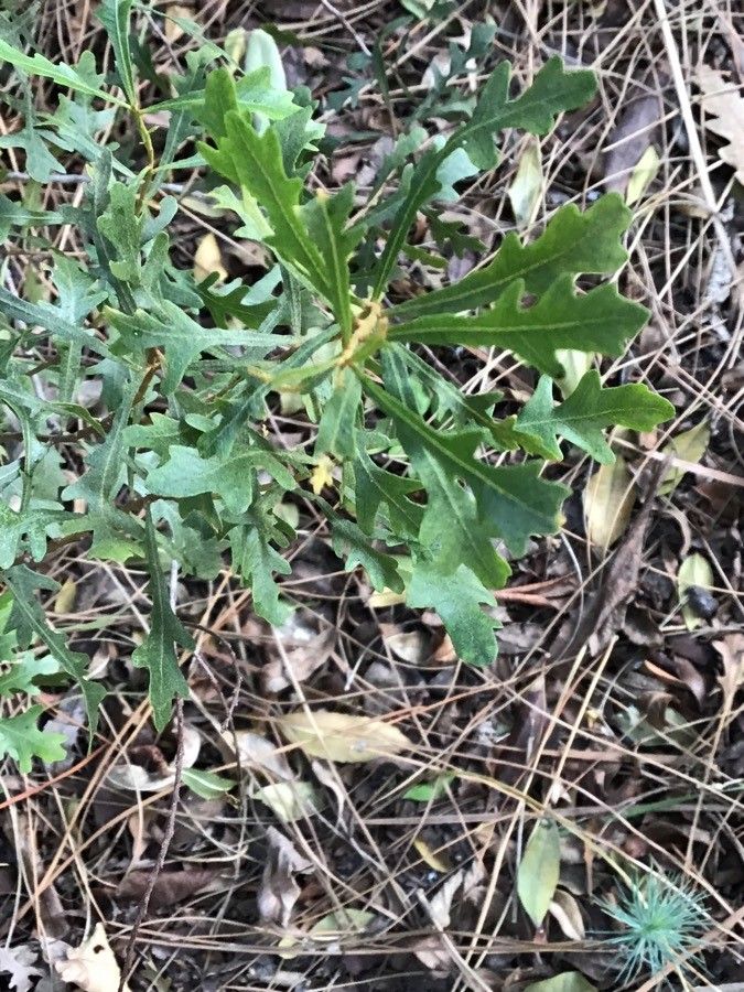 Myrica quercifolia — search result for 'Myrica'