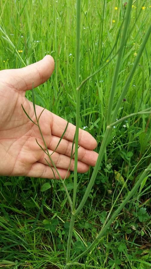 Oenanthe peucedanifolia — houseplant care guide