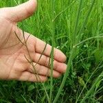 Oenanthe peucedanifolia