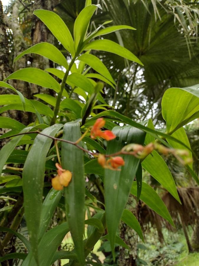 Maxillaria coccinea — houseplant care guide