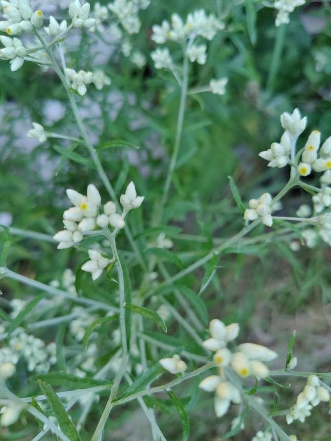 Pseudognaphalium obtusifolium flower