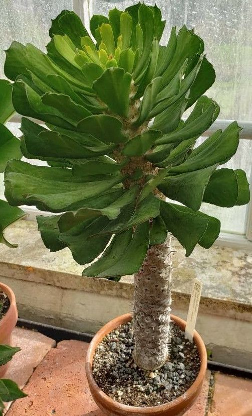 Euphorbia venenifica habit