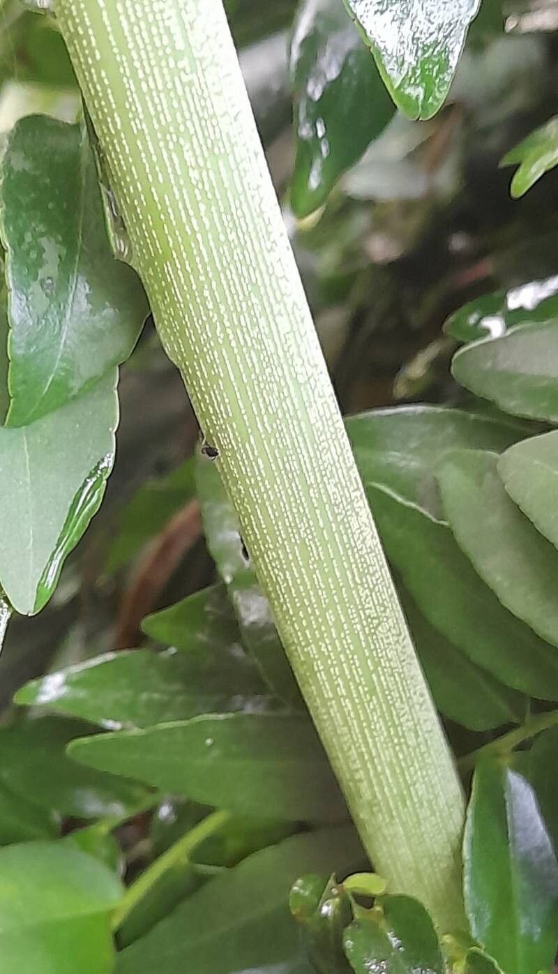 Philodendron sharoniae bark