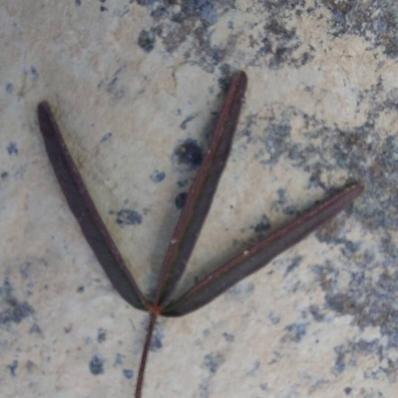 Cleome iberica — houseplant care guide