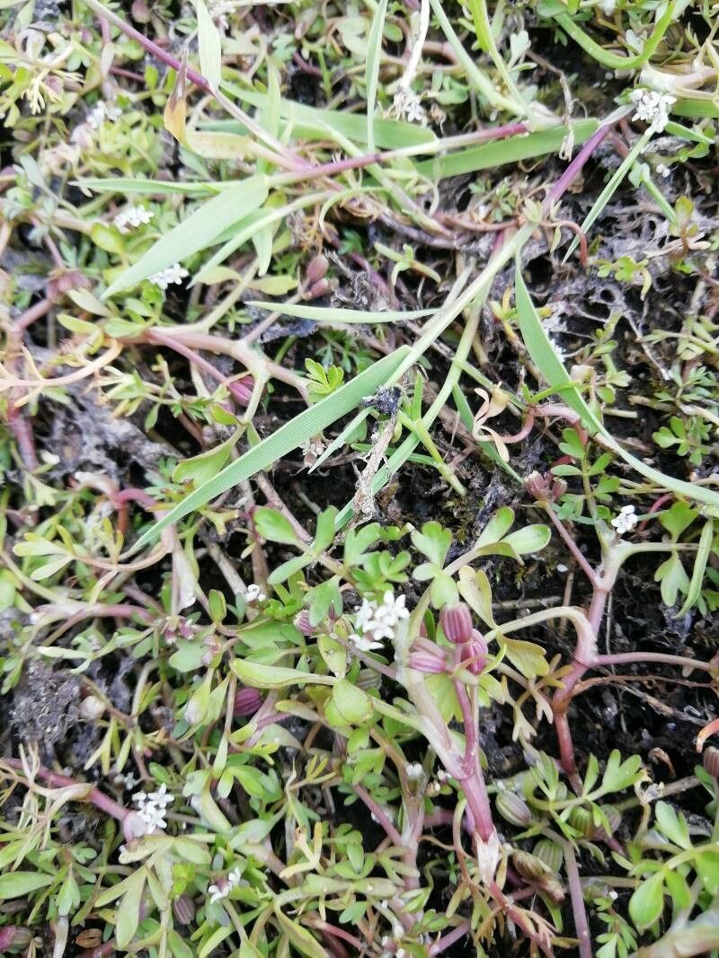 Helosciadium inundatum flower
