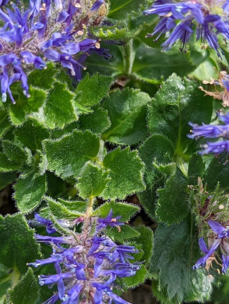 Paederota bonarota leaf