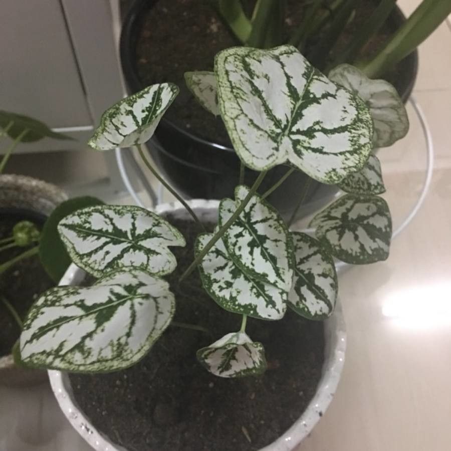 Caladium humboldtii leaf