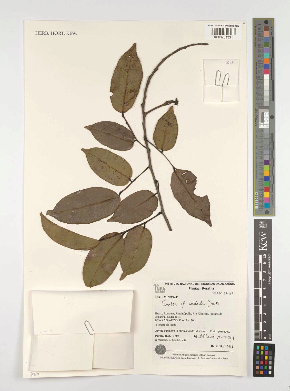 Taralea cordata — related species from the same genus