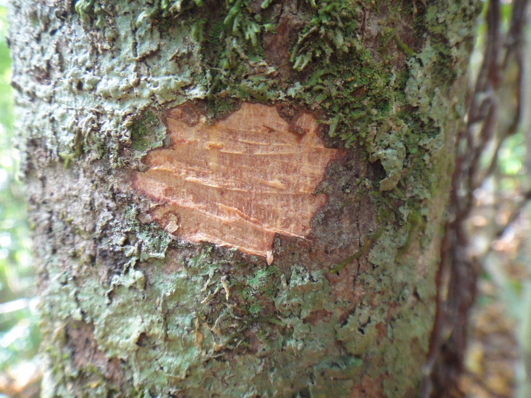 Pycnandra glaberrima bark