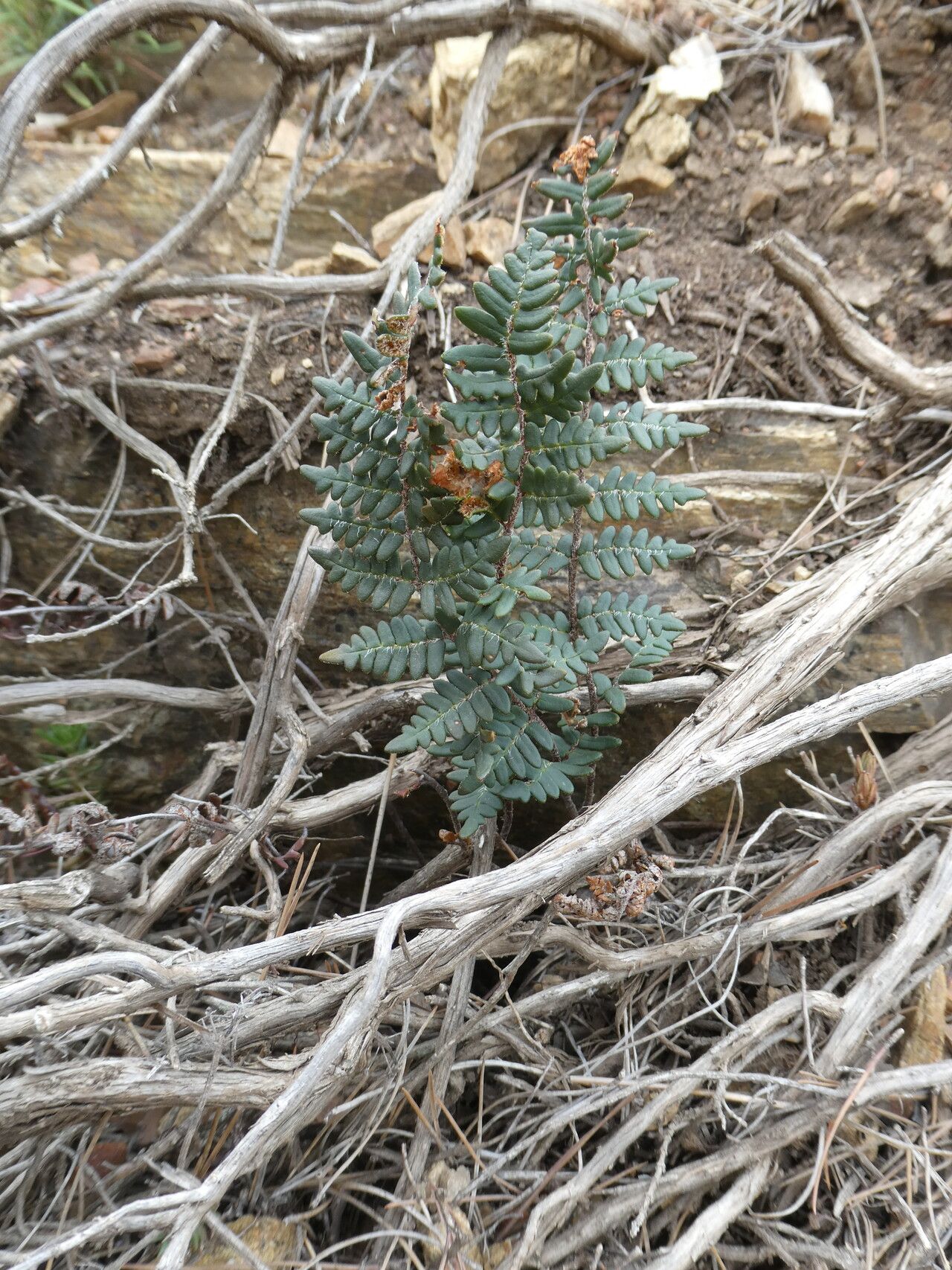 Hemionitis marantae leaf