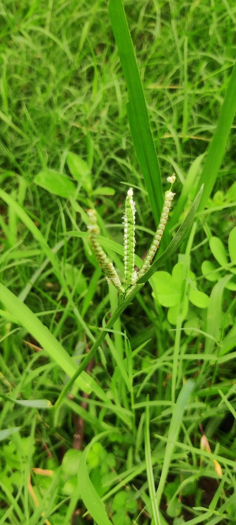 Paspalum scrobiculatum leaf