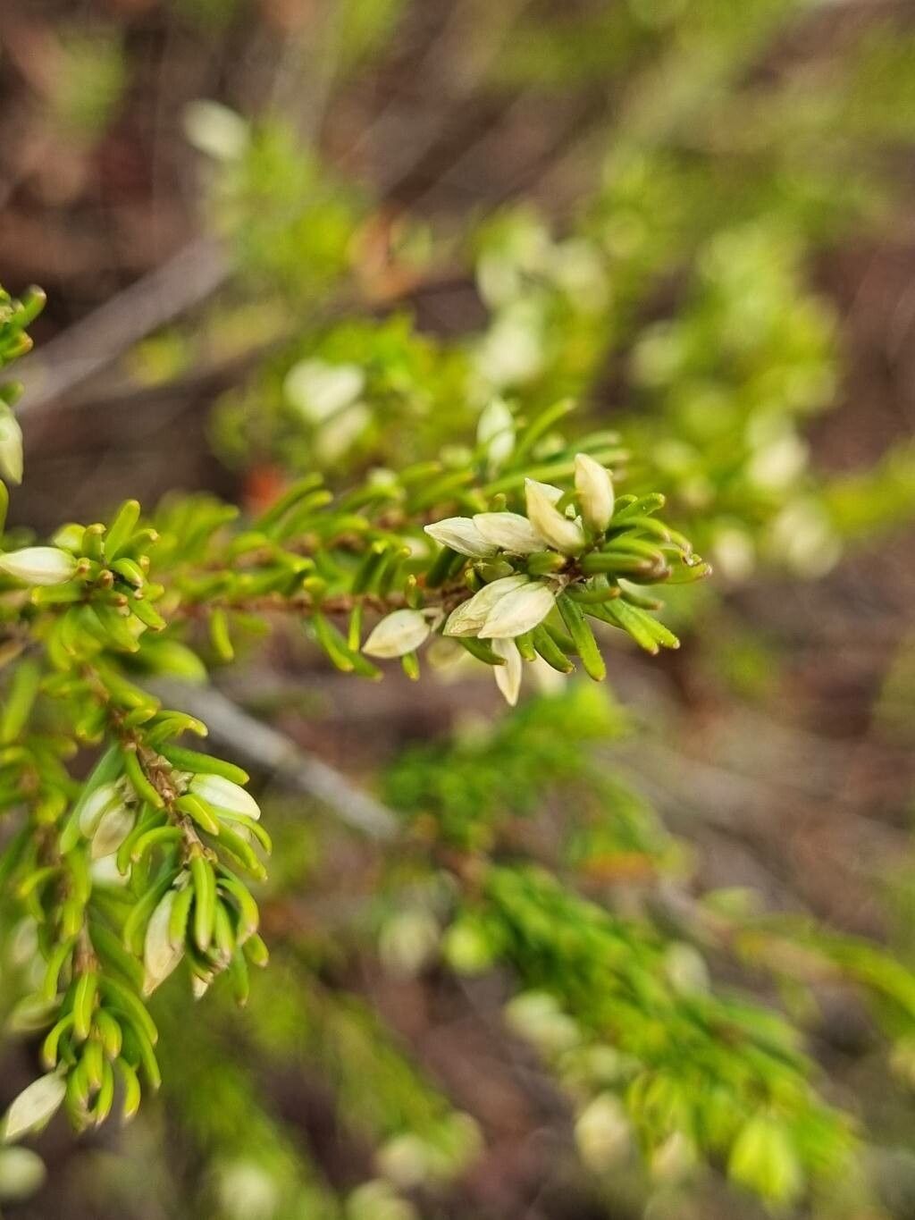 Empetrum nigrum flower