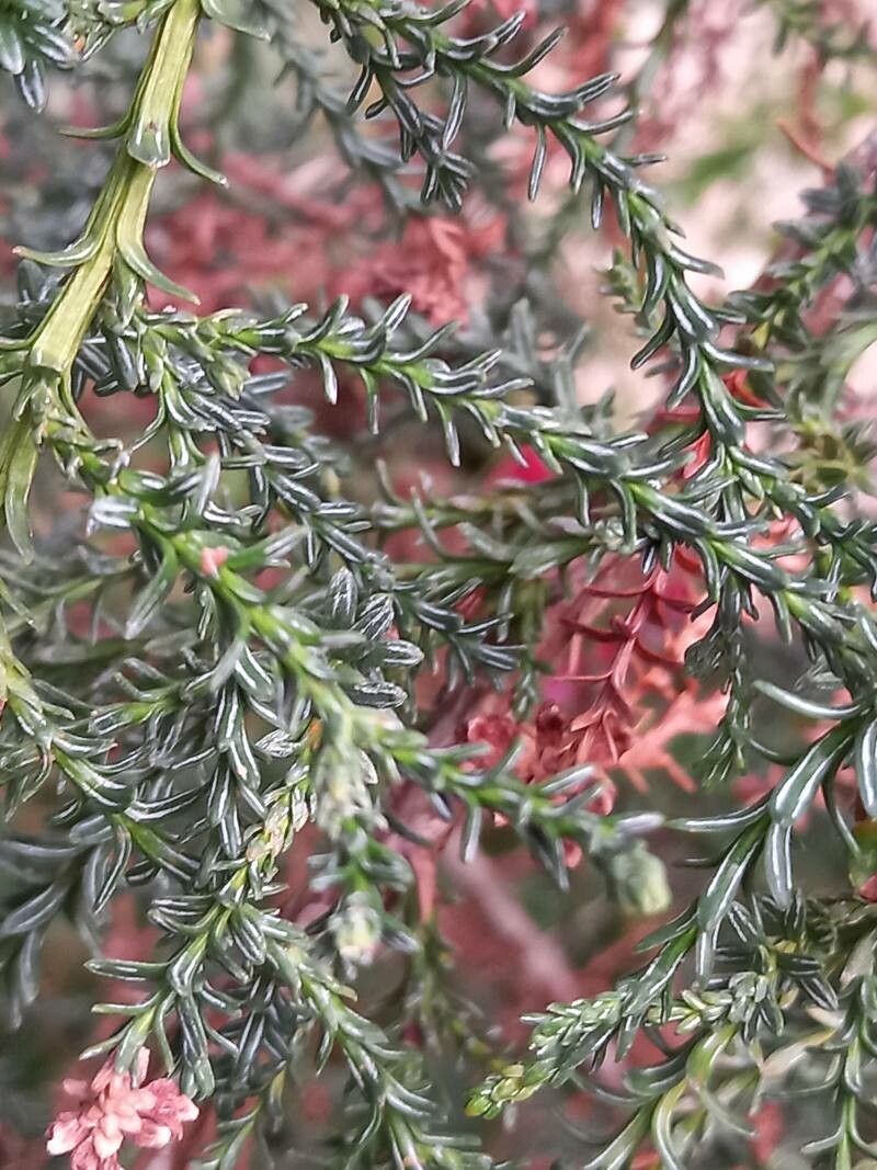 Fitzroya cupressoides leaf