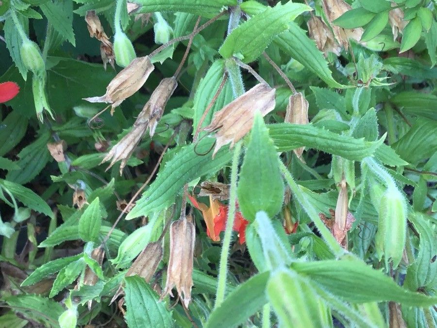 Mimulus cardinalis — houseplant care guide