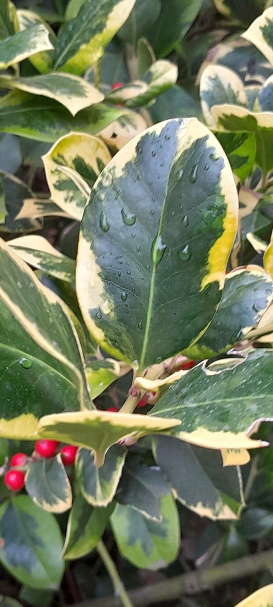 Ilex × altaclerensis leaf